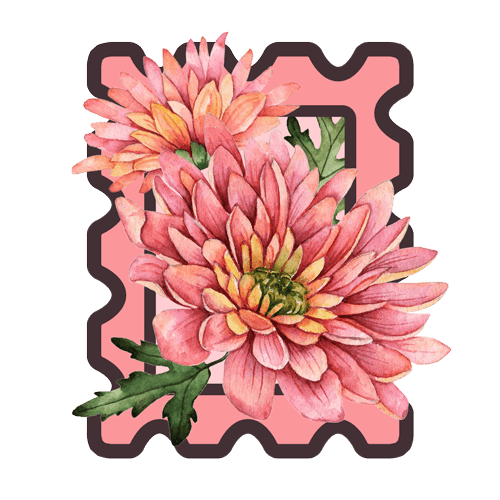 Chrysanthemum – Joy & Optimism